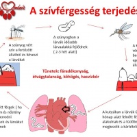 szívférgesség - szívféreg kezelés