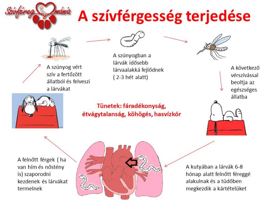 Szívféreg - szívférgesség Dr. Ozvald István állatorvos Esztergom - Zsámbék